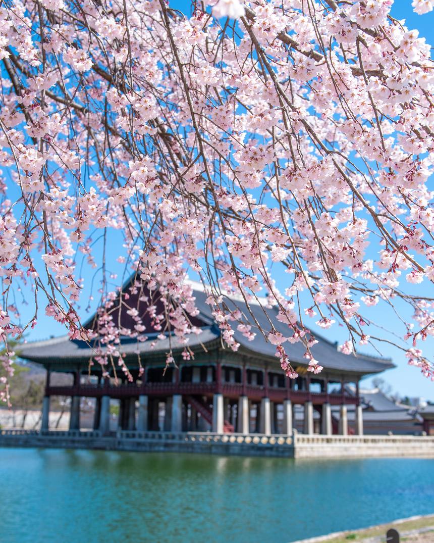 A historic palace during cherry blossom season